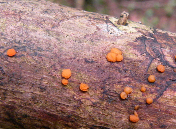 Heterobasidiomycetes trentini